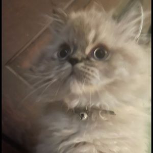 Meet your Posher, James